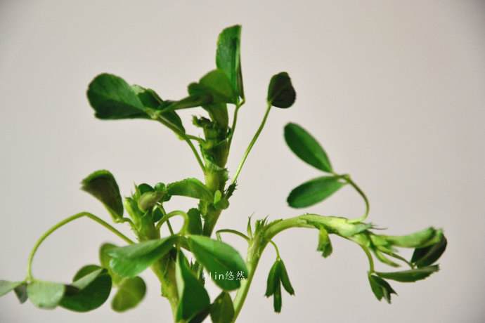 凉拌苜蓿芽