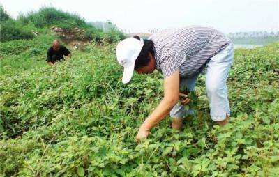 越新鲜越有毒？这4种常见的时令蔬菜别乱吃，吃多了甚至致命插图