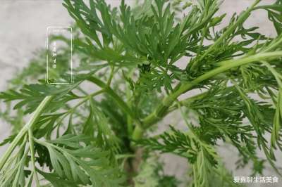 清明前后吃野菜，荠菜香椿不如它，真正的野菜之王，包饺子吃真香插图2