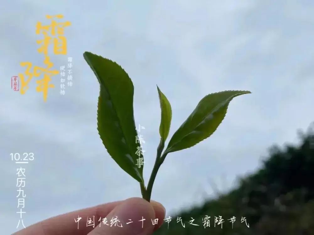 发酵程度越低的茶，越没有久存的价值，绿茶、黄茶、白茶都一样？插图