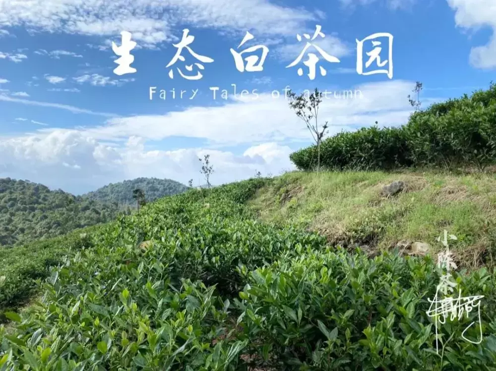 绿茶、黄茶、白茶、红茶、普洱茶、岩茶，褪完火才能喝？插图