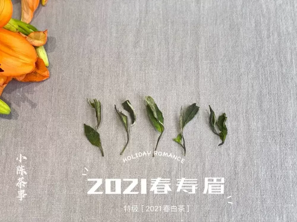 白茶、红茶、岩茶、绿茶、普洱茶，一款茶耐不耐泡，跟什么有关呢插图18