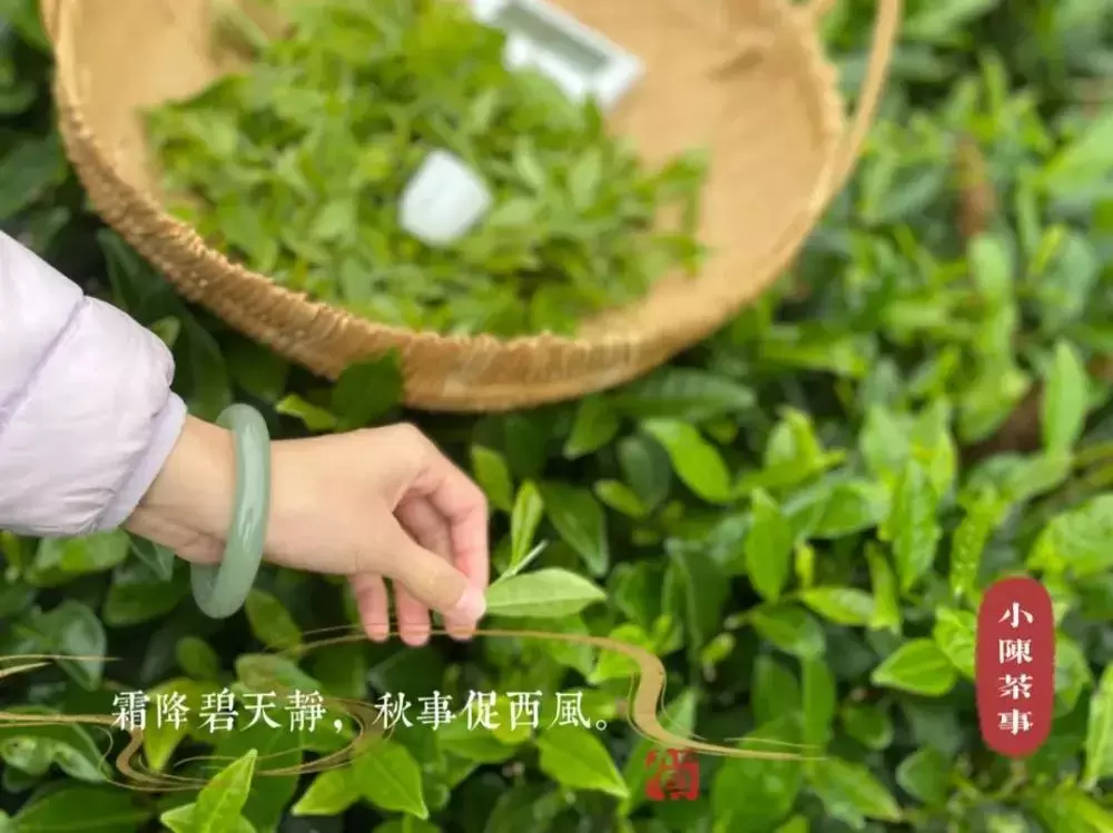 白茶、红茶、岩茶、绿茶、普洱茶，一款茶耐不耐泡，跟什么有关呢插图8