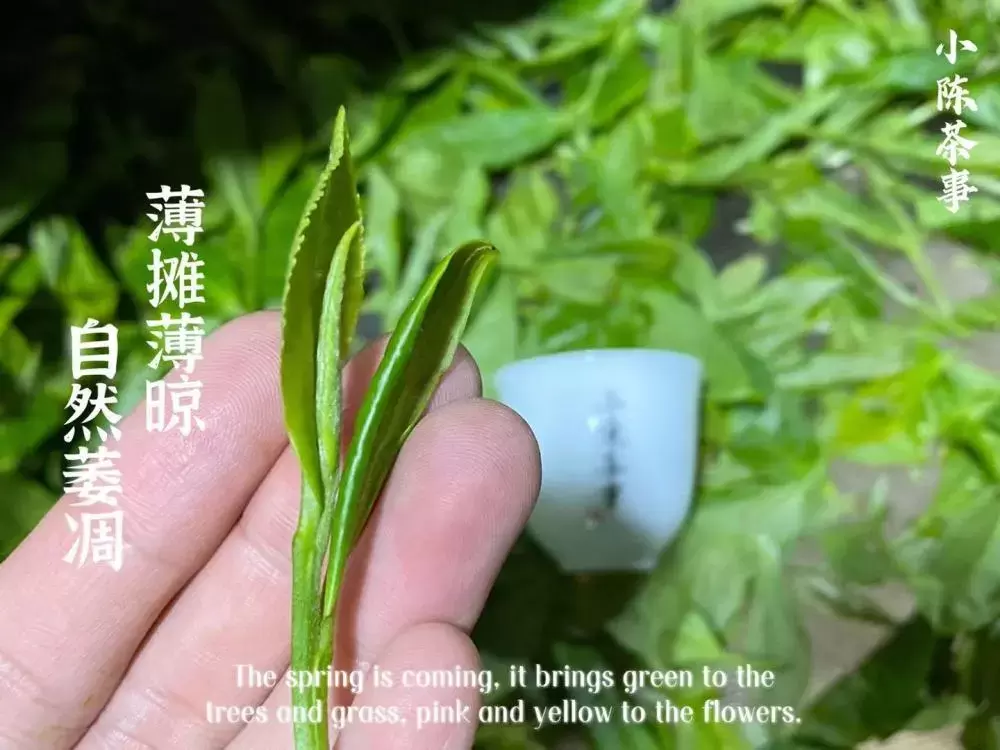 白茶、红茶、岩茶、绿茶、普洱茶，一款茶耐不耐泡，跟什么有关呢插图12