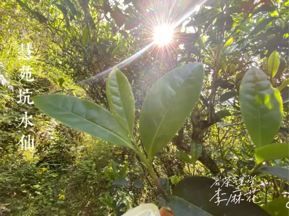 买老丛水仙送牛栏坑肉桂，大红袍送正山小种，双十一藏着哪些坑？插图20