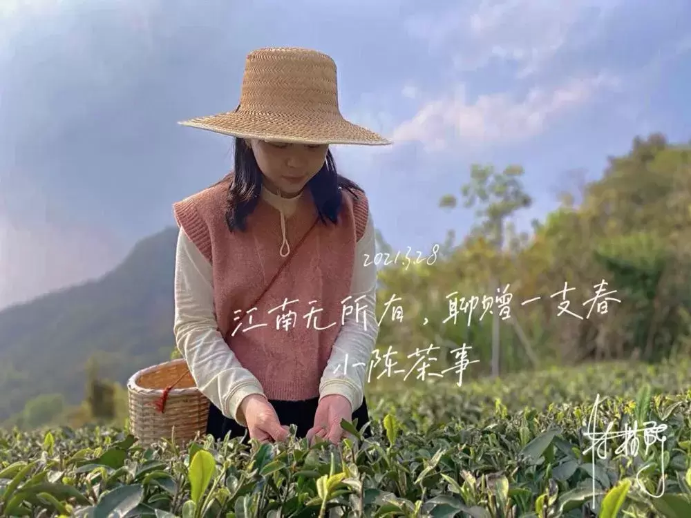 三年陈的老白茶闻着没药香，你不在意的5大细节，披露着它的问题插图4