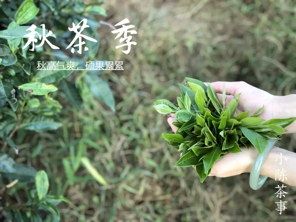 3个优点，带你重新认识寿眉，它可不是白茶里最拿不出手的茶插图16