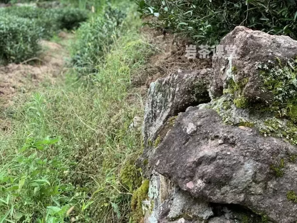 牛栏坑肉桂是青草香，还是奶油香？真相揭穿了多少“喝茶高手”插图16