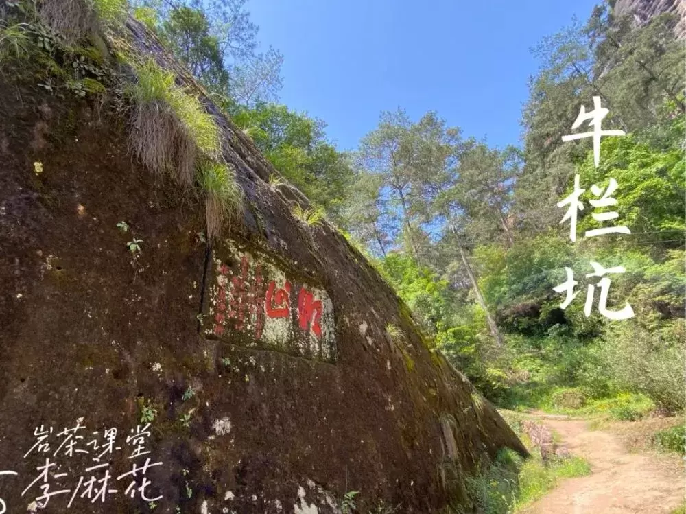 牛栏坑肉桂是青草香，还是奶油香？真相揭穿了多少“喝茶高手”插图2