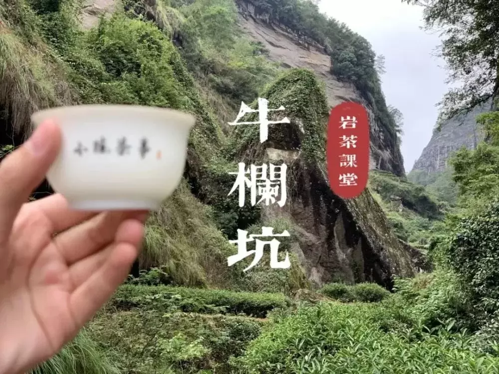 牛栏坑肉桂是青草香，还是奶油香？真相揭穿了多少“喝茶高手”插图14