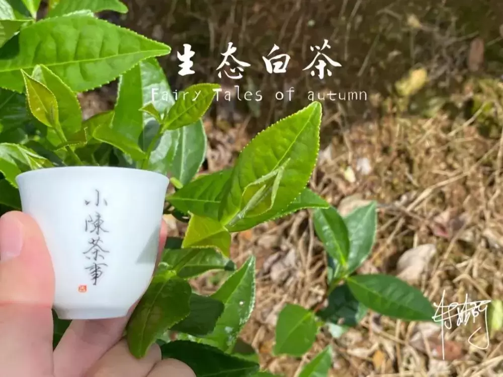 绿茶、黄茶、白茶、红茶、普洱茶、岩茶，褪完火才能喝？插图2