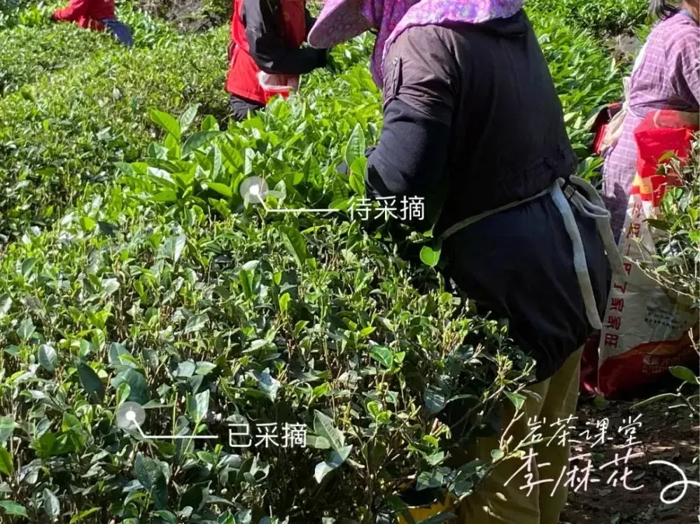 5万一斤的正岩核心岩茶，如今不到1万就能敞开肚皮喝，你敢信？插图6