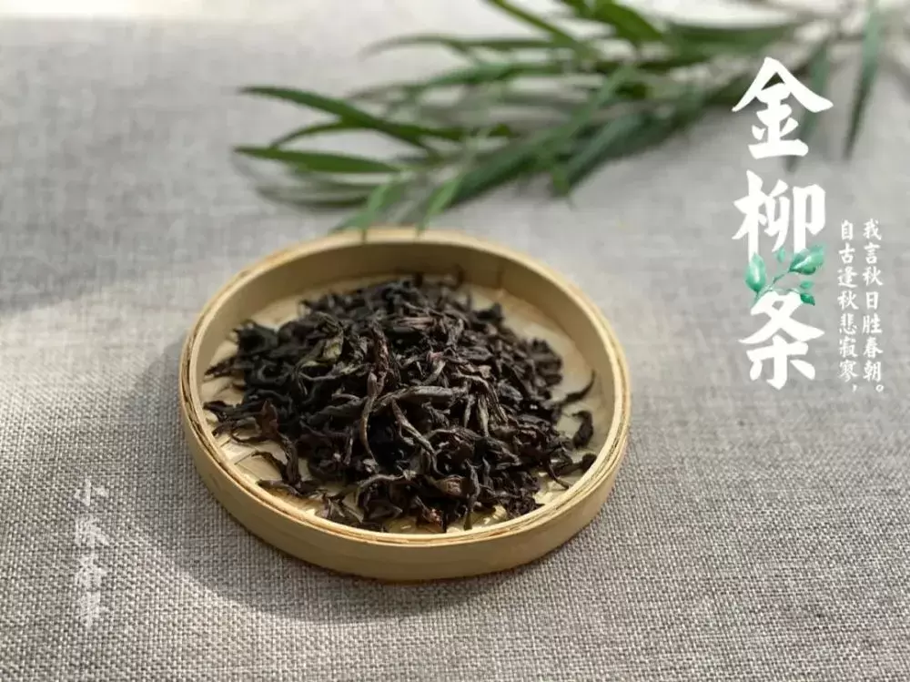 武夷岩茶名丛录上，历经岁月沧桑的古老名丛金柳条，它又回来了插图4